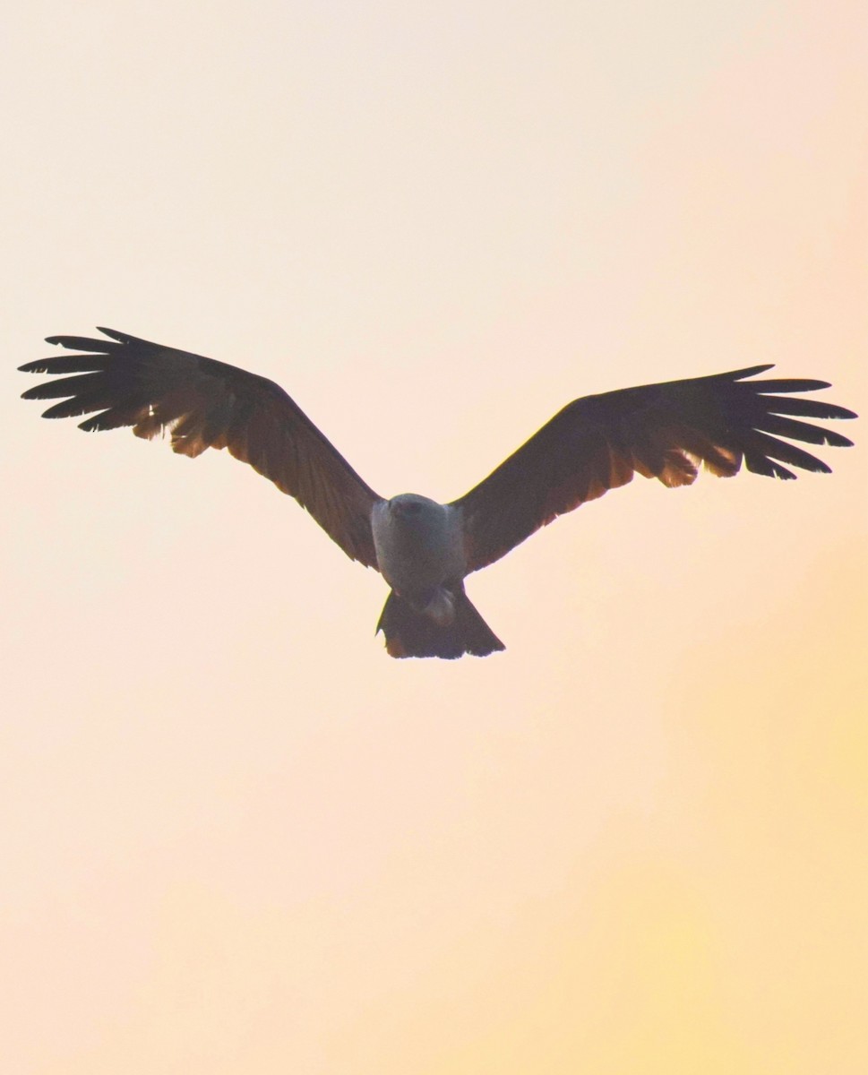 Brahminy Kite - ML644022076