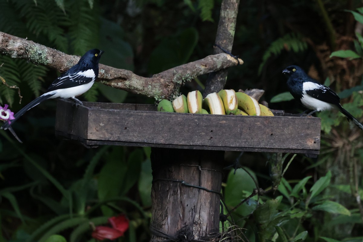Magpie Tanager - ML644022078