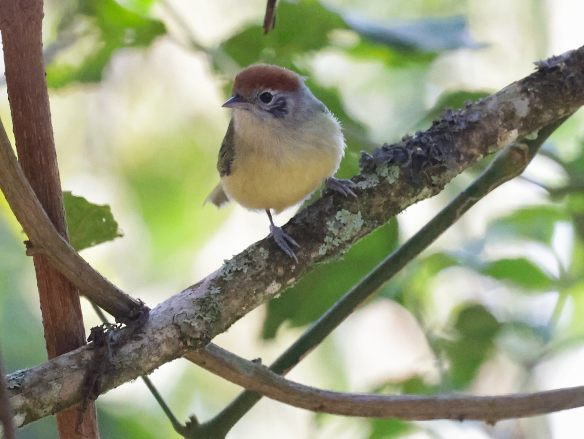 Rufous-crowned Greenlet - ML644022080