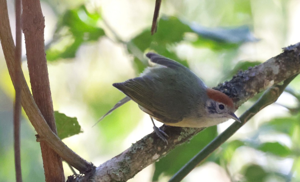 Rufous-crowned Greenlet - ML644022081