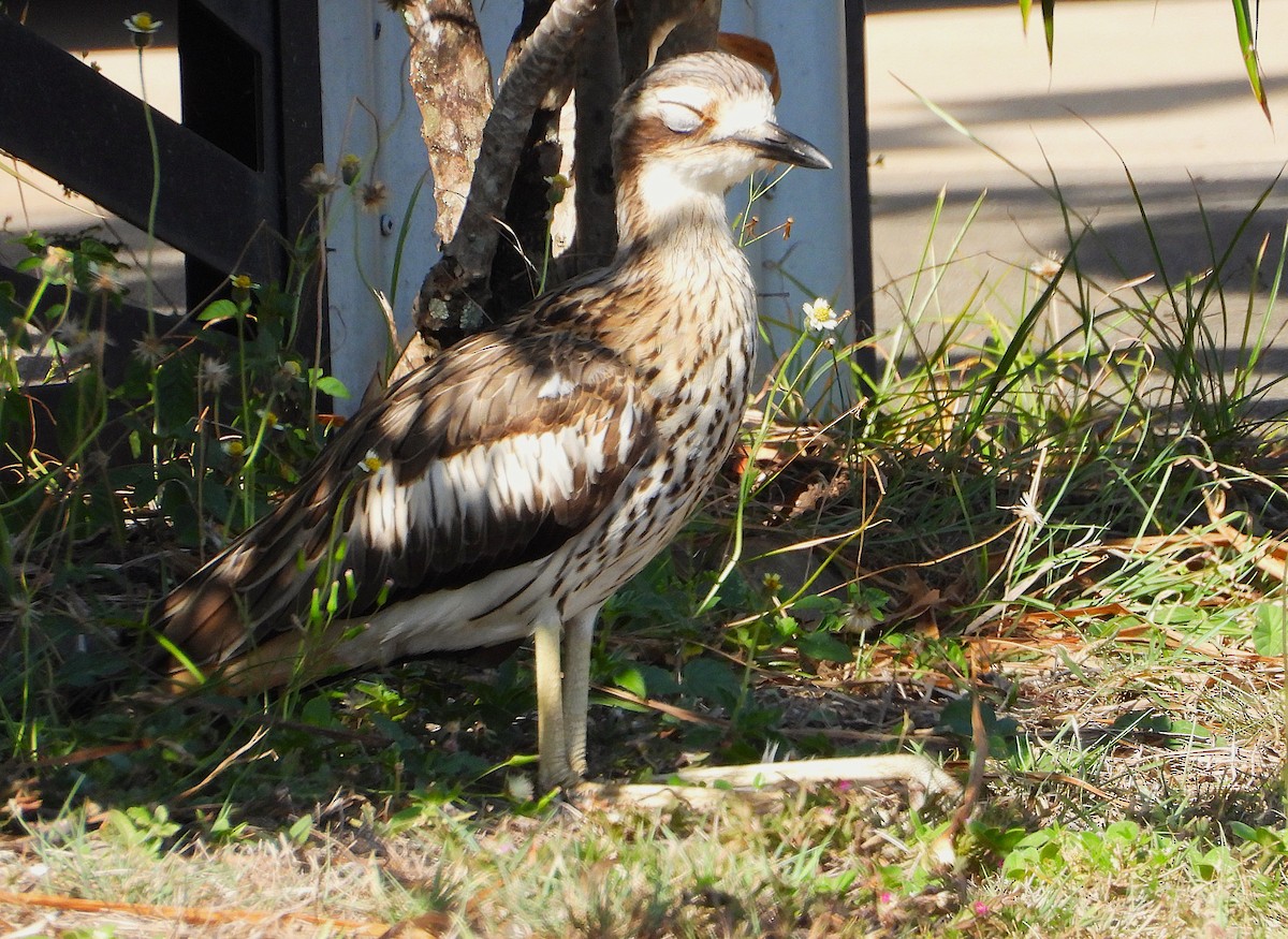 Bush Thick-knee - ML644022086