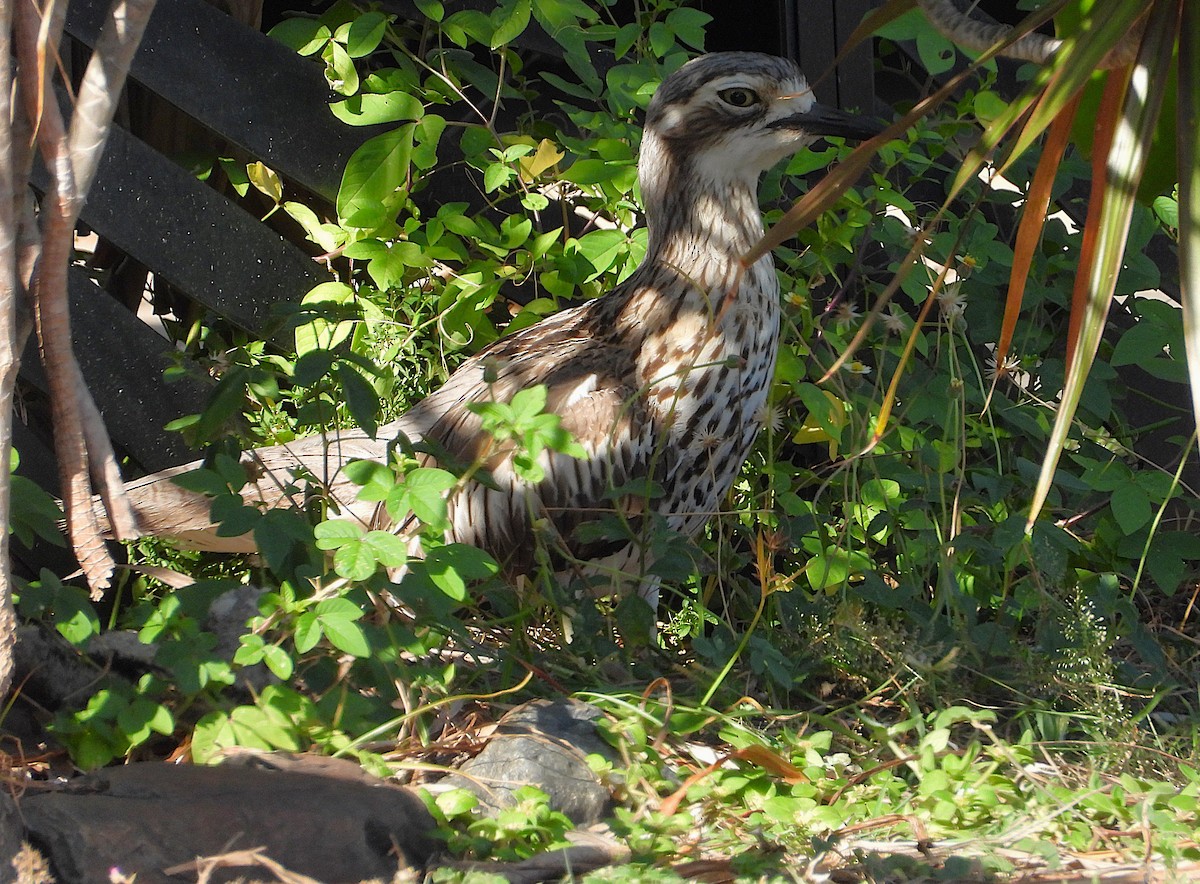 Bush Thick-knee - ML644022087