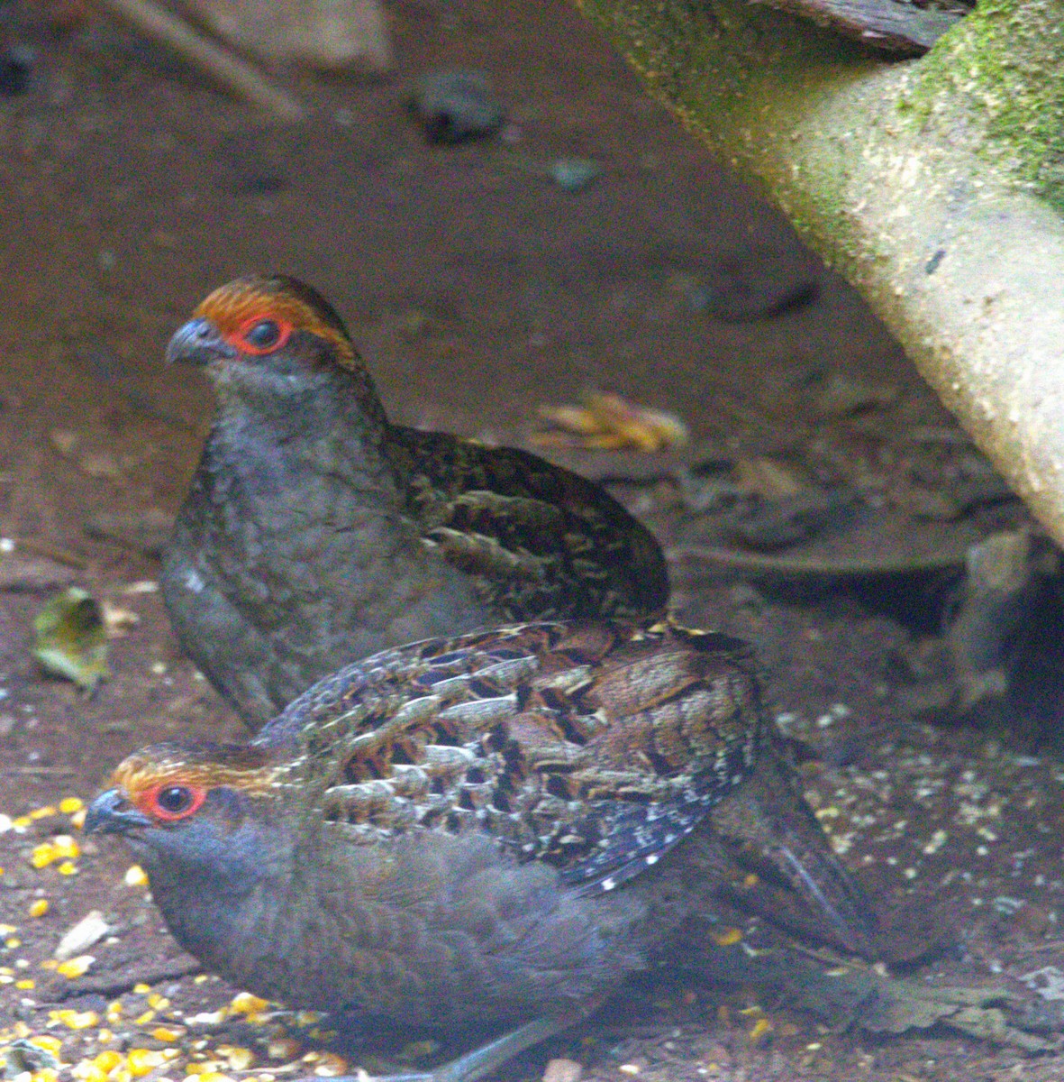 Spot-winged Wood-Quail - ML644022088