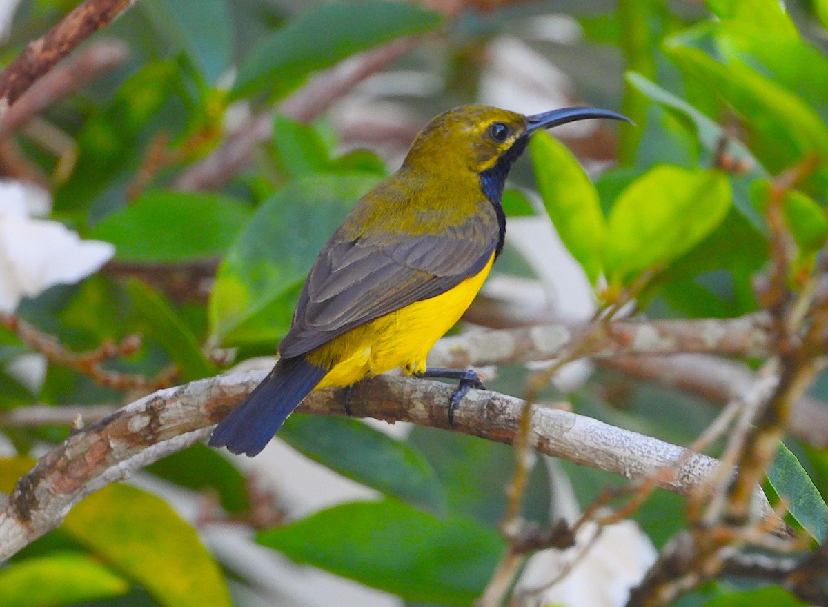 Sahul Sunbird - ML644022089