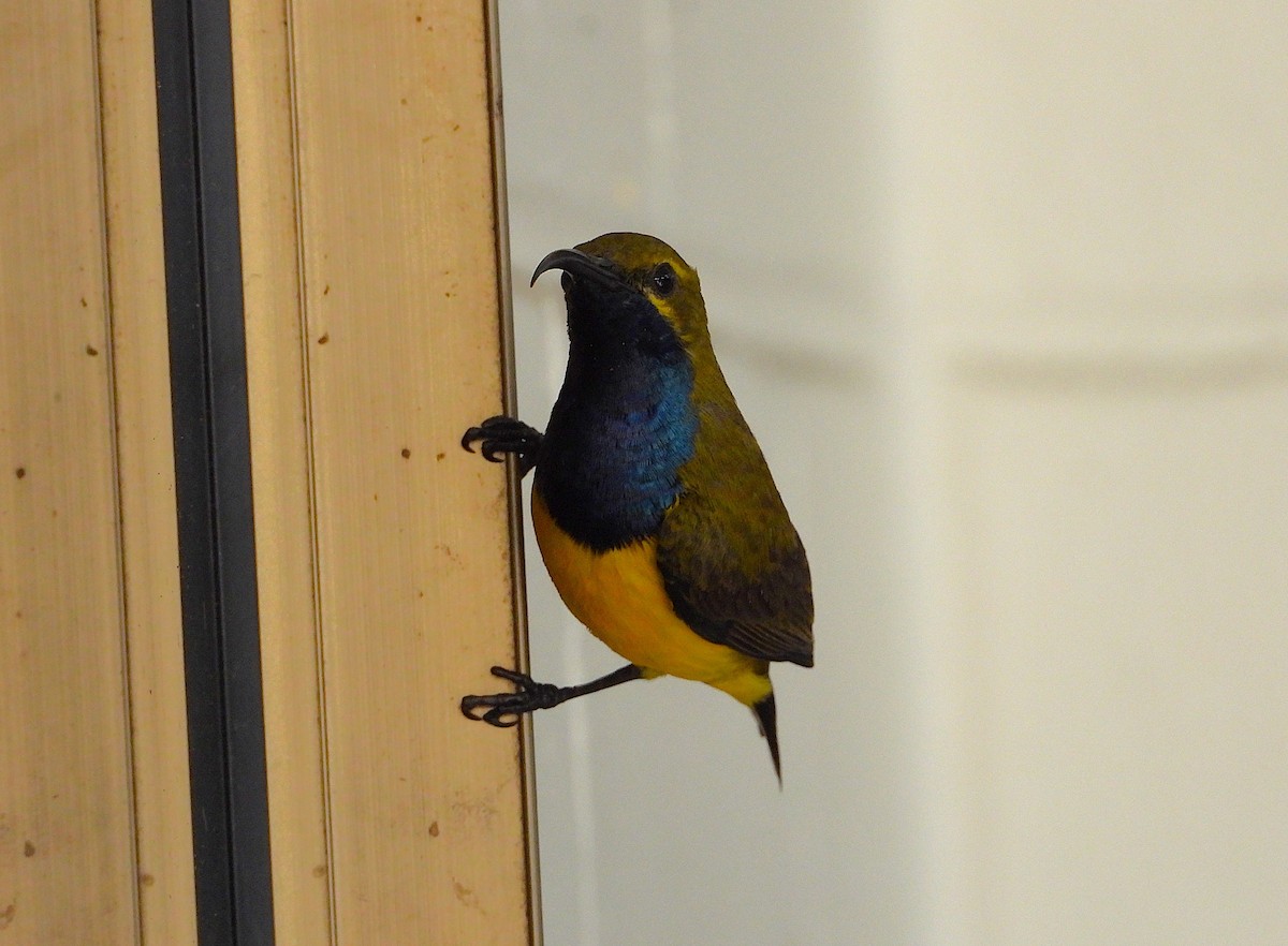 Sahul Sunbird - ML644022090