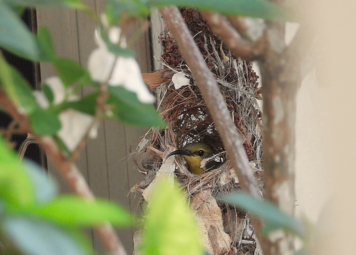 Sahul Sunbird - ML644022092