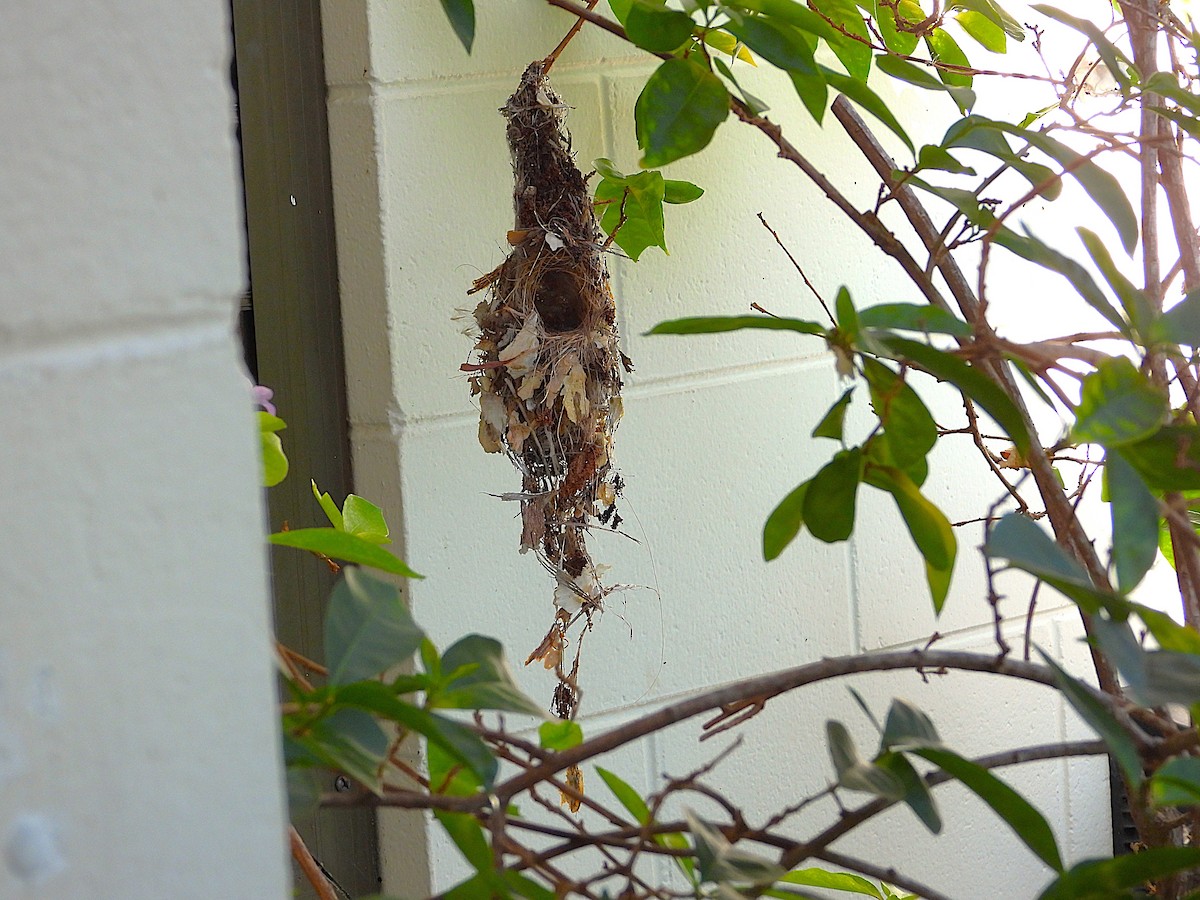 Sahul Sunbird - ML644022094