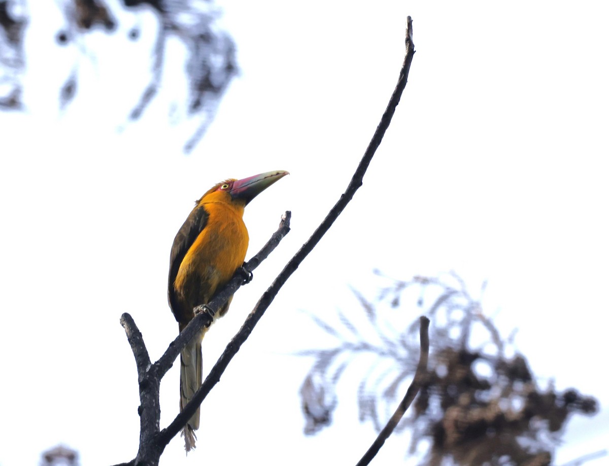 Saffron Toucanet - ML644022133