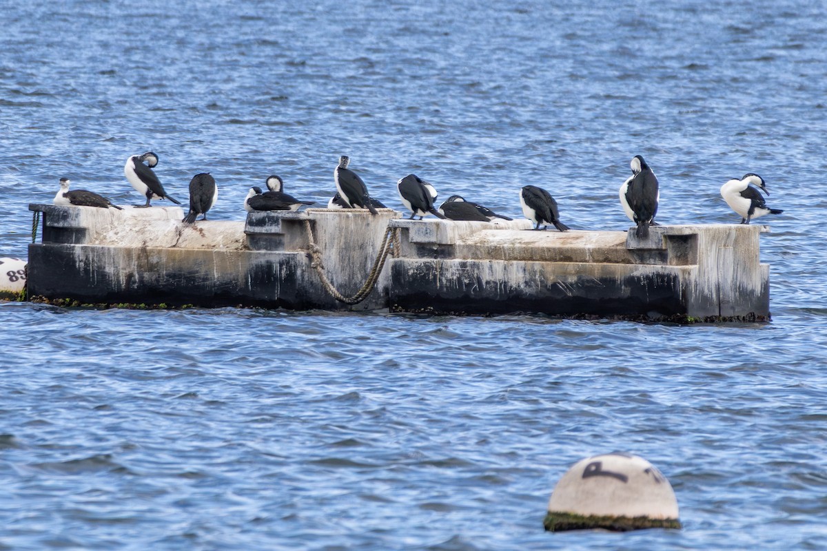 Cormoran de Tasmanie - ML644022137