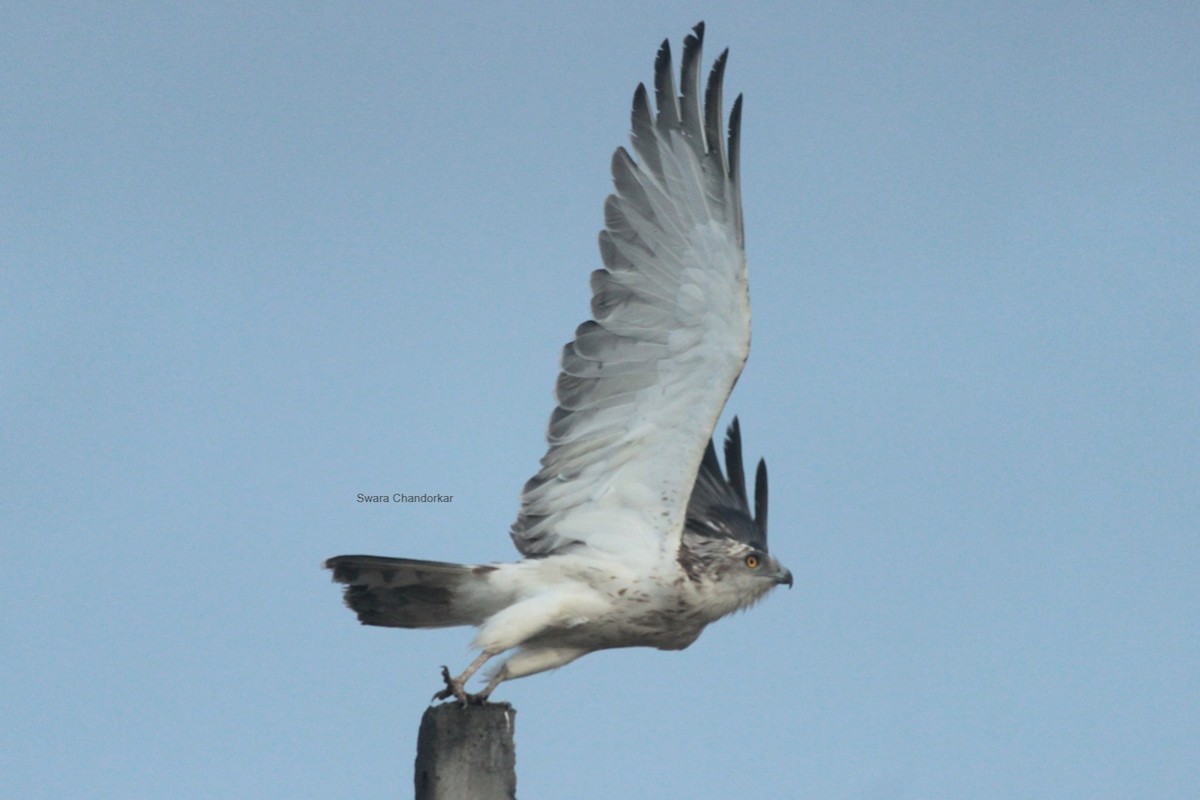 Short-toed Snake-Eagle - ML644022139
