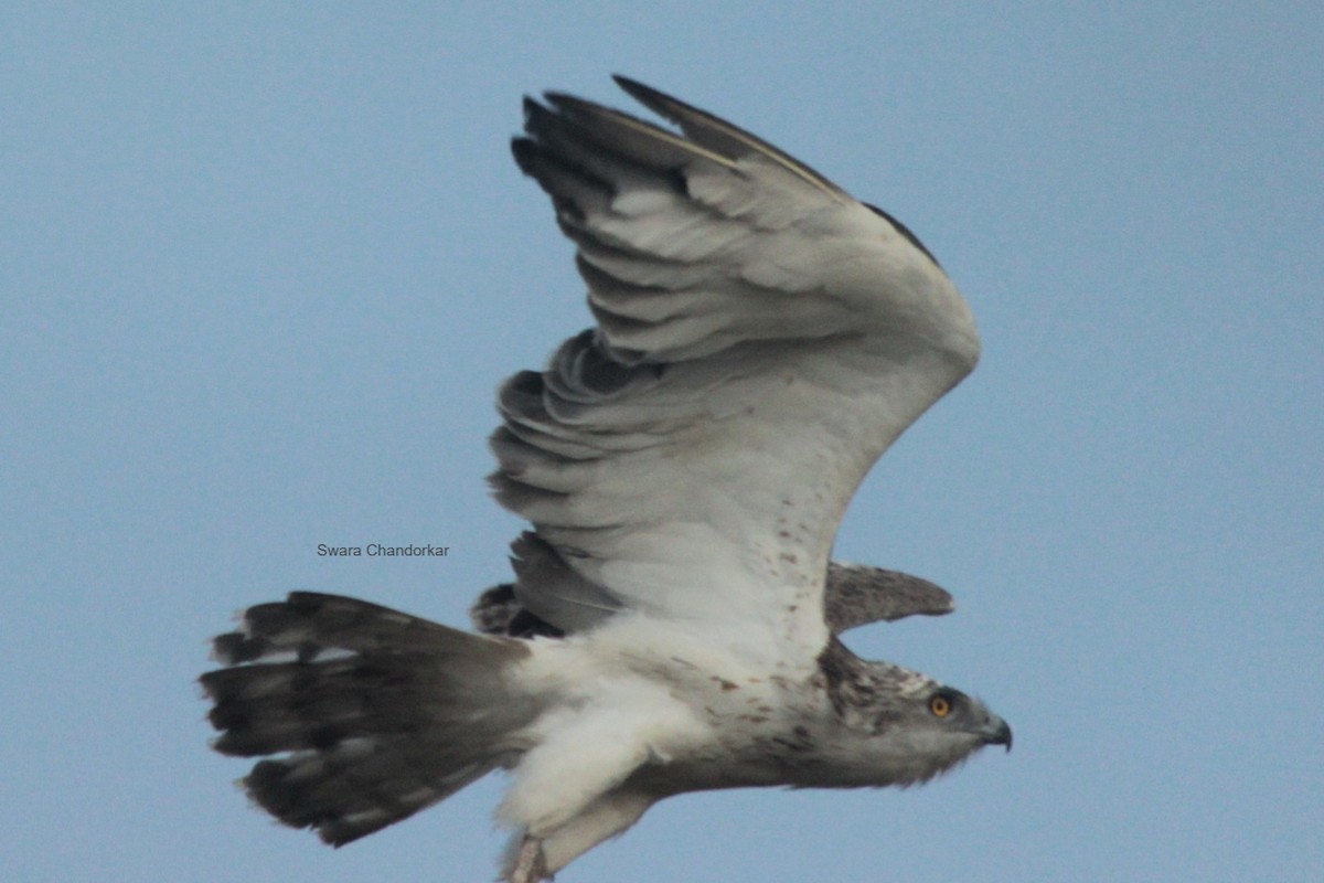 Short-toed Snake-Eagle - ML644022167