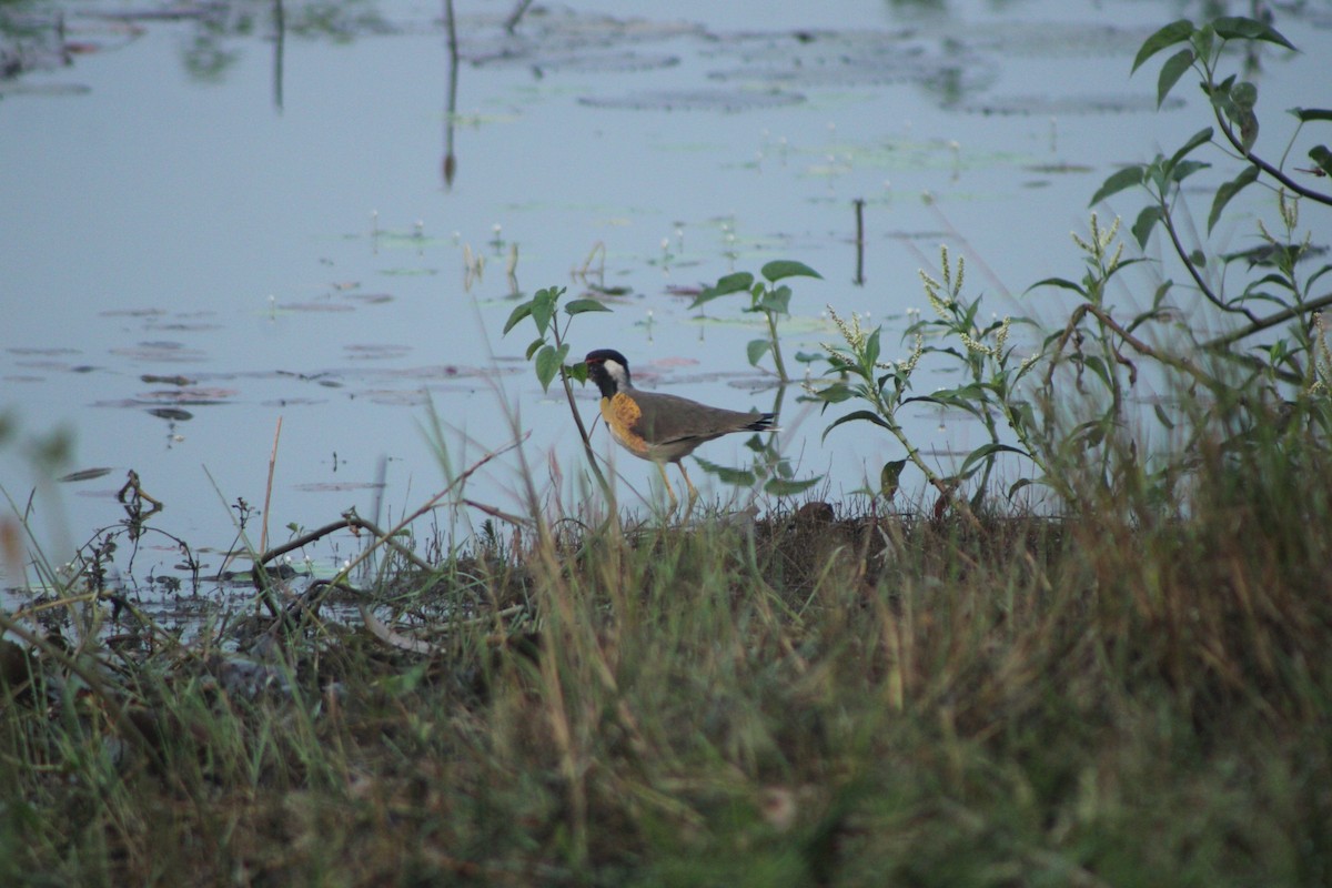 קיווית אדומת-משקפיים - ML644022175