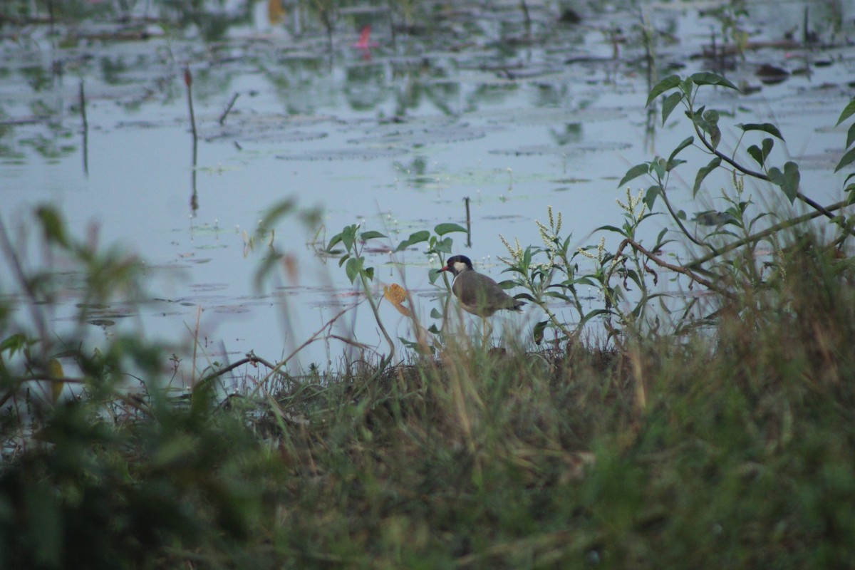 קיווית אדומת-משקפיים - ML644022176