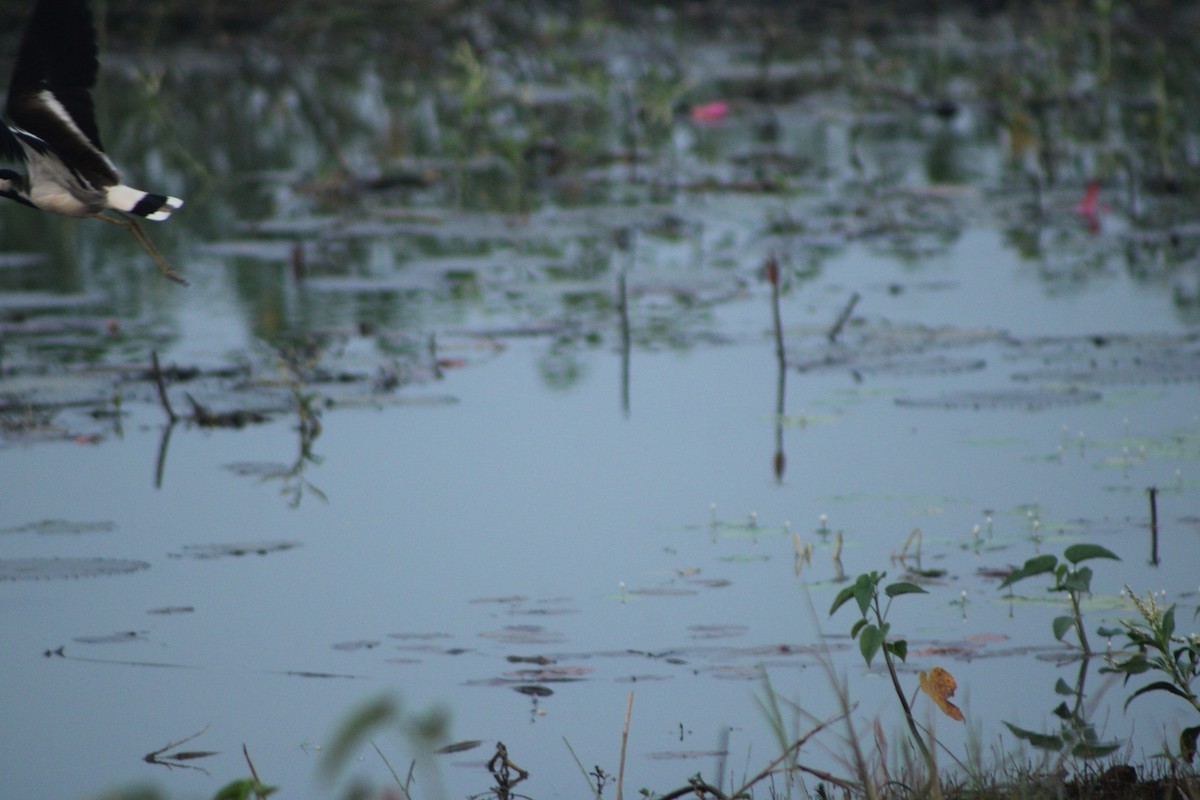 קיווית אדומת-משקפיים - ML644022179