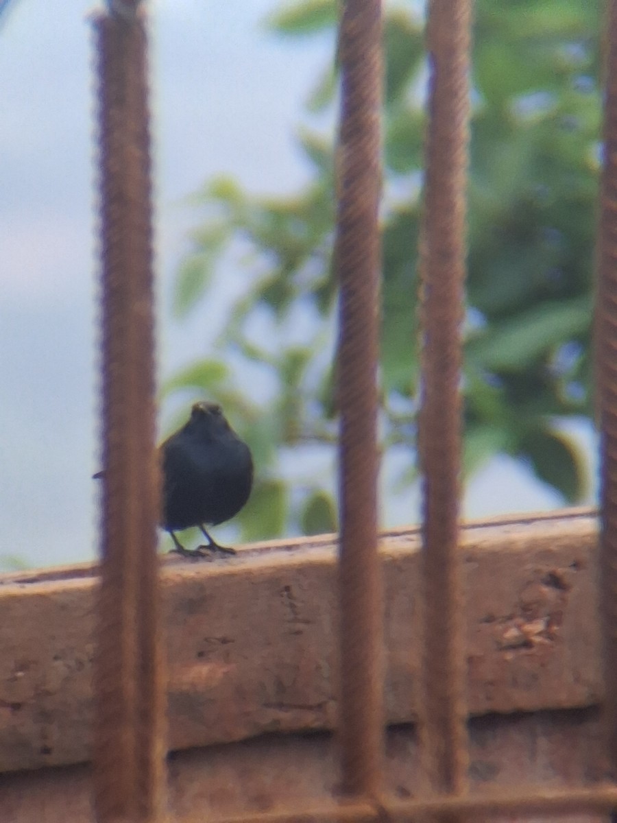 Indian Robin - RISHIT P