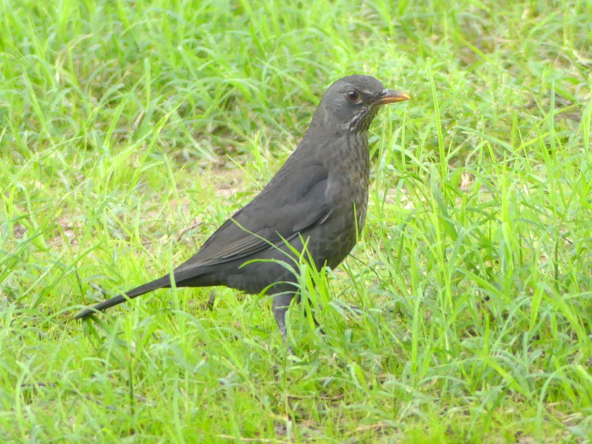 Хар хөөндэй - ML644022185