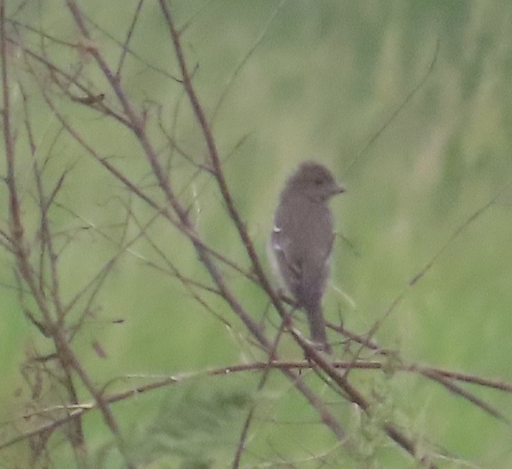 Common Rosefinch - ML644022197