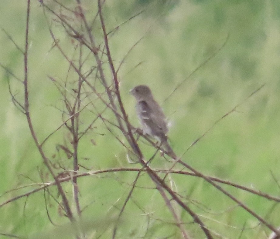 Common Rosefinch - ML644022198