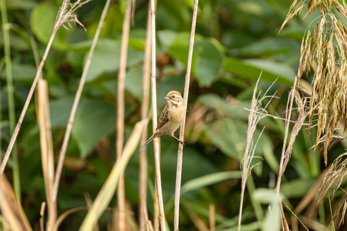 シベリアジュリン - ML644022199