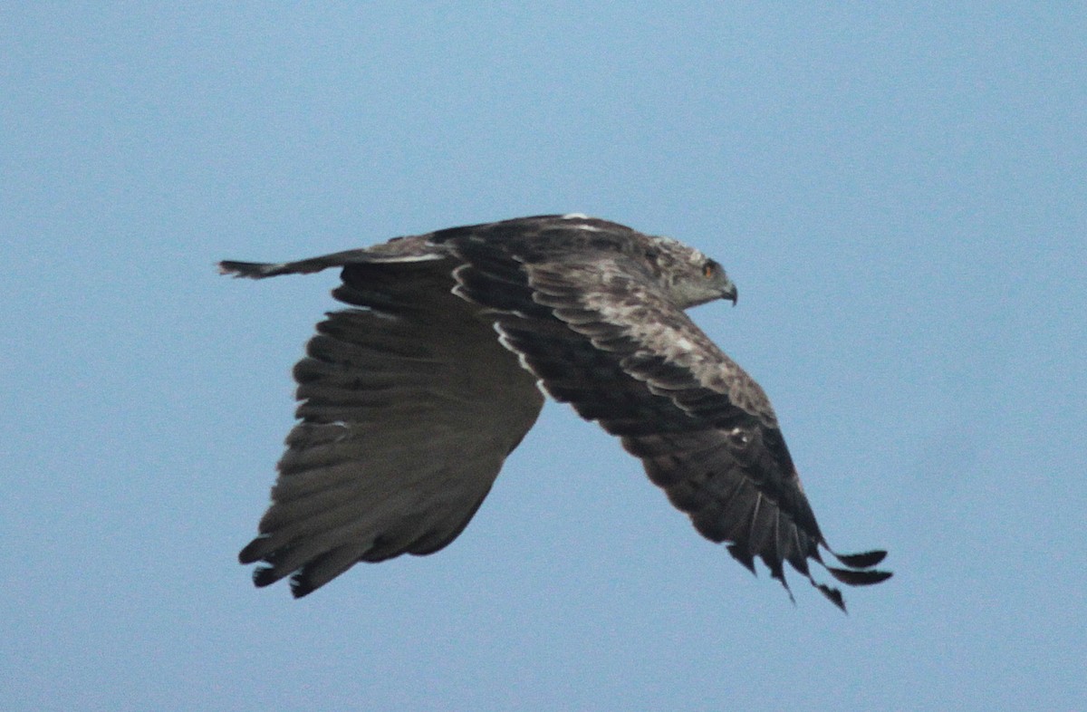 Short-toed Snake-Eagle - ML644022214