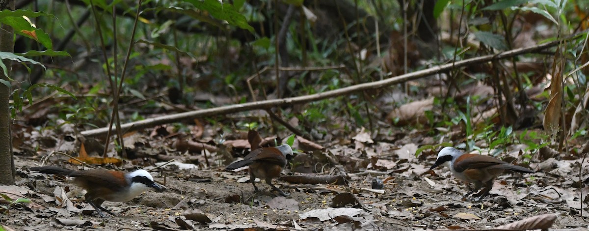Large Woodshrike - ML644022222