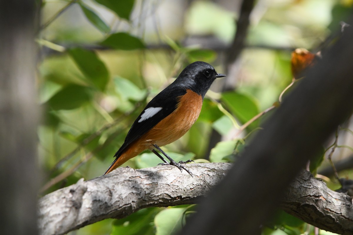 Daurian Redstart - ML644022242