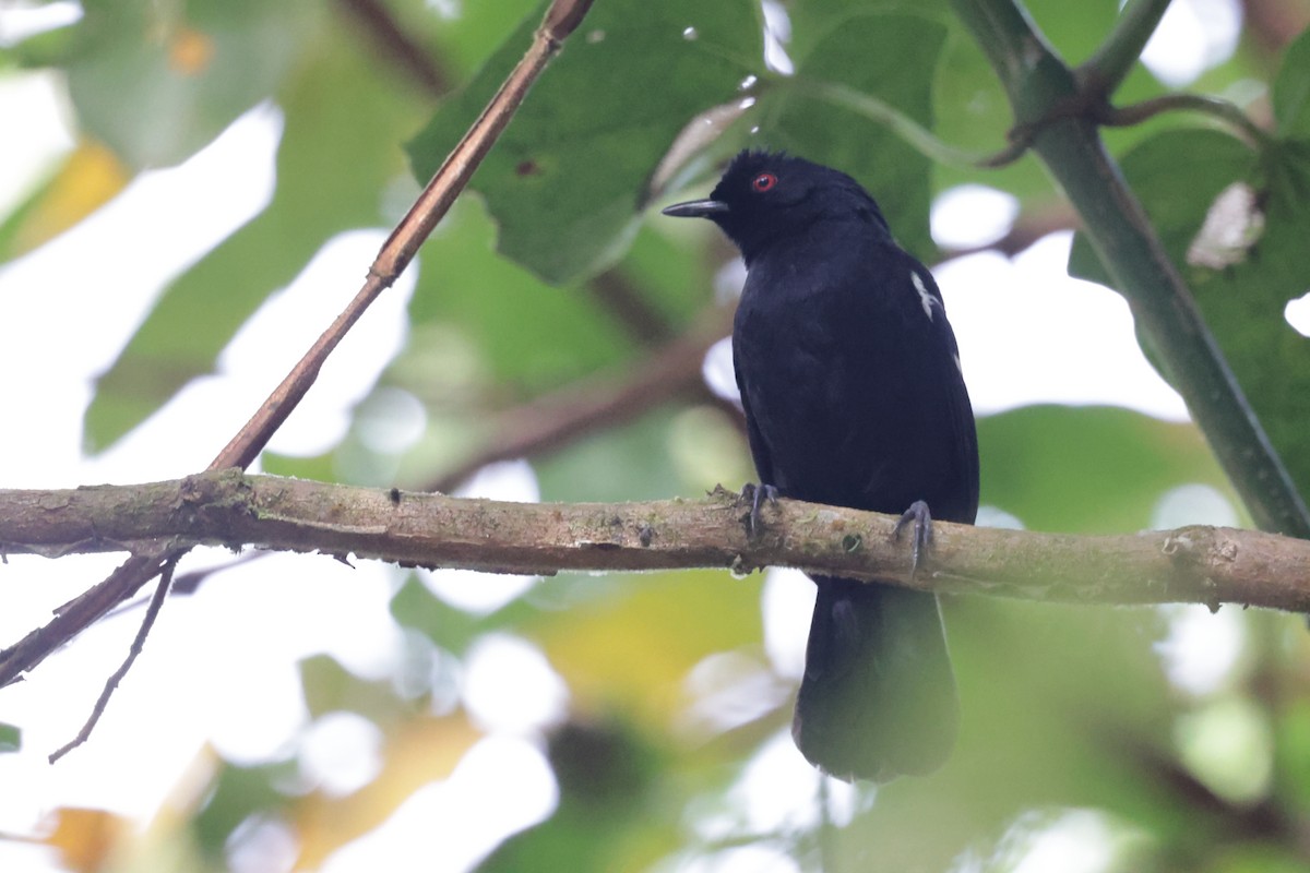 Weißbinden-Ameisenvogel - ML644022246