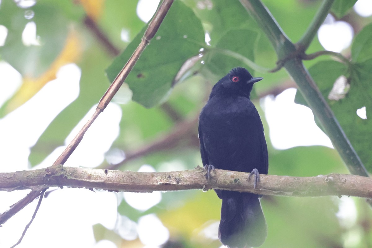 Weißbinden-Ameisenvogel - ML644022251