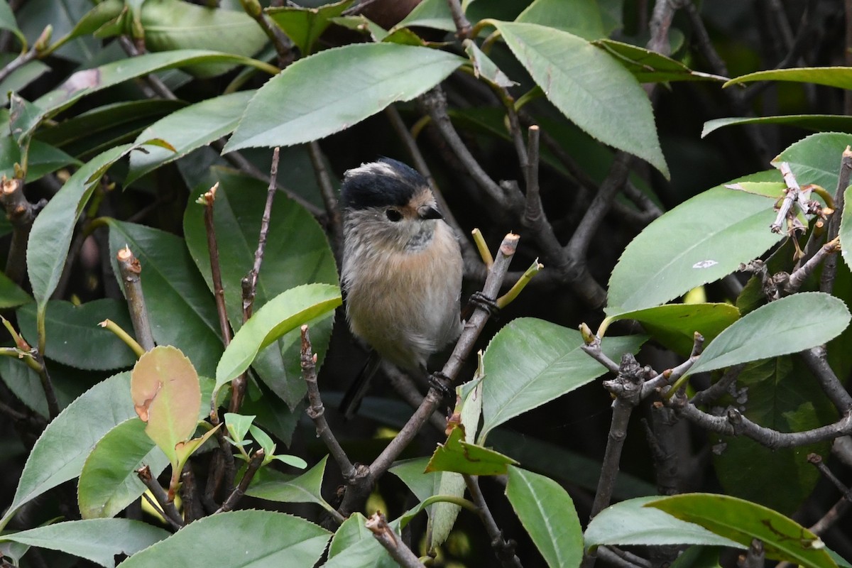 Silver-throated Tit - ML644022254