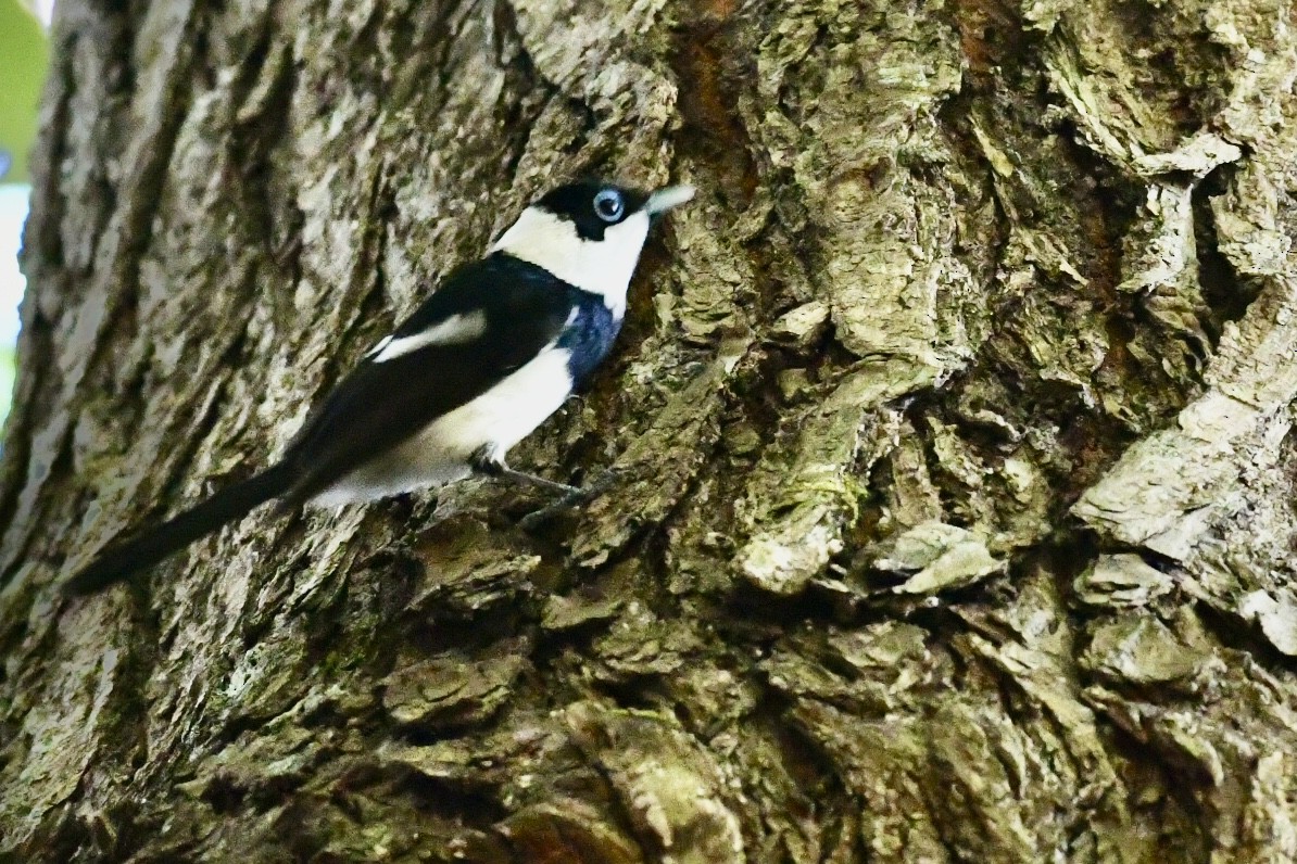 Pied Monarch - ML644022263