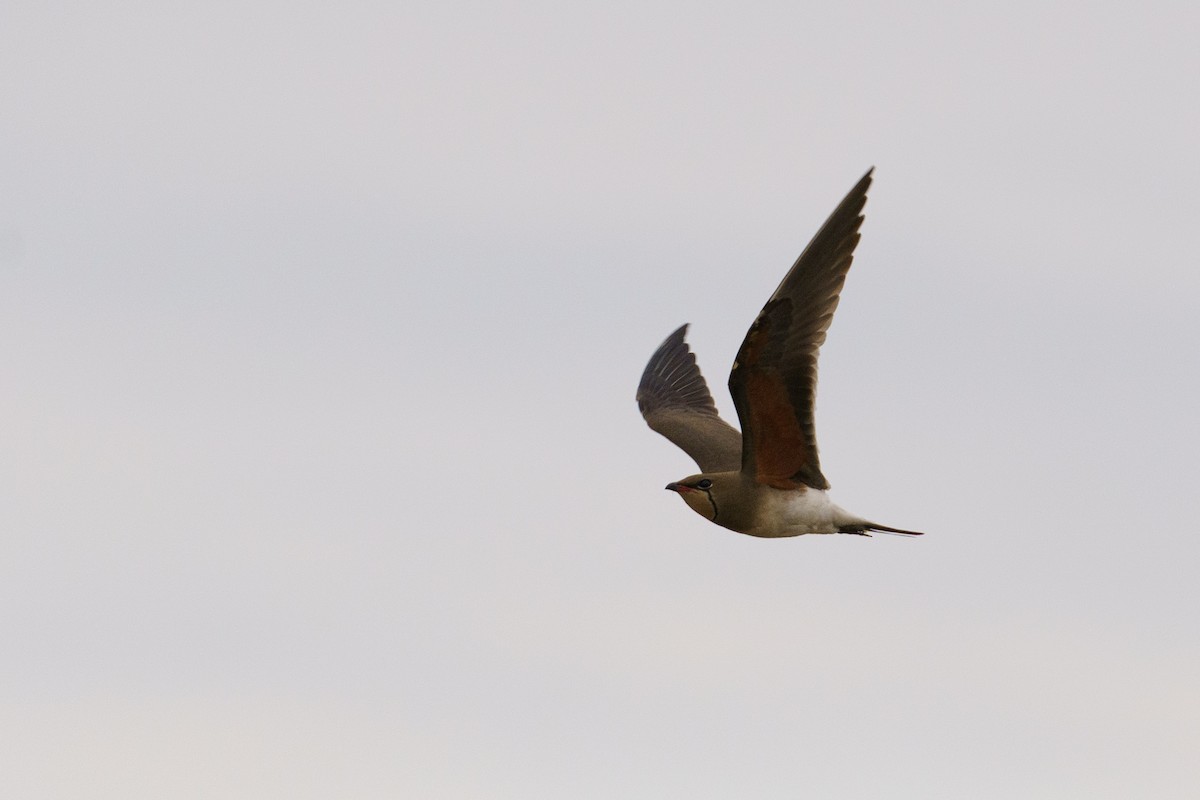 Collared Pratincole - ML644022278