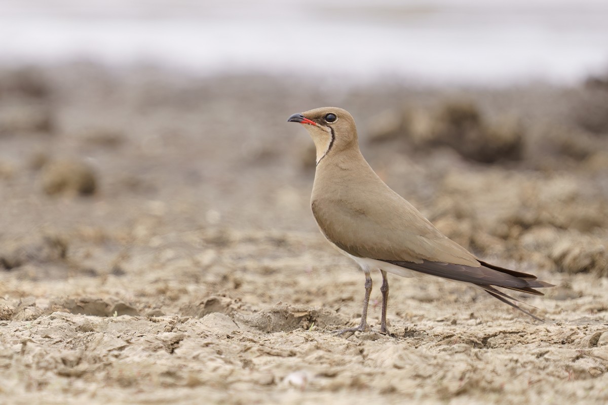 Collared Pratincole - ML644022279