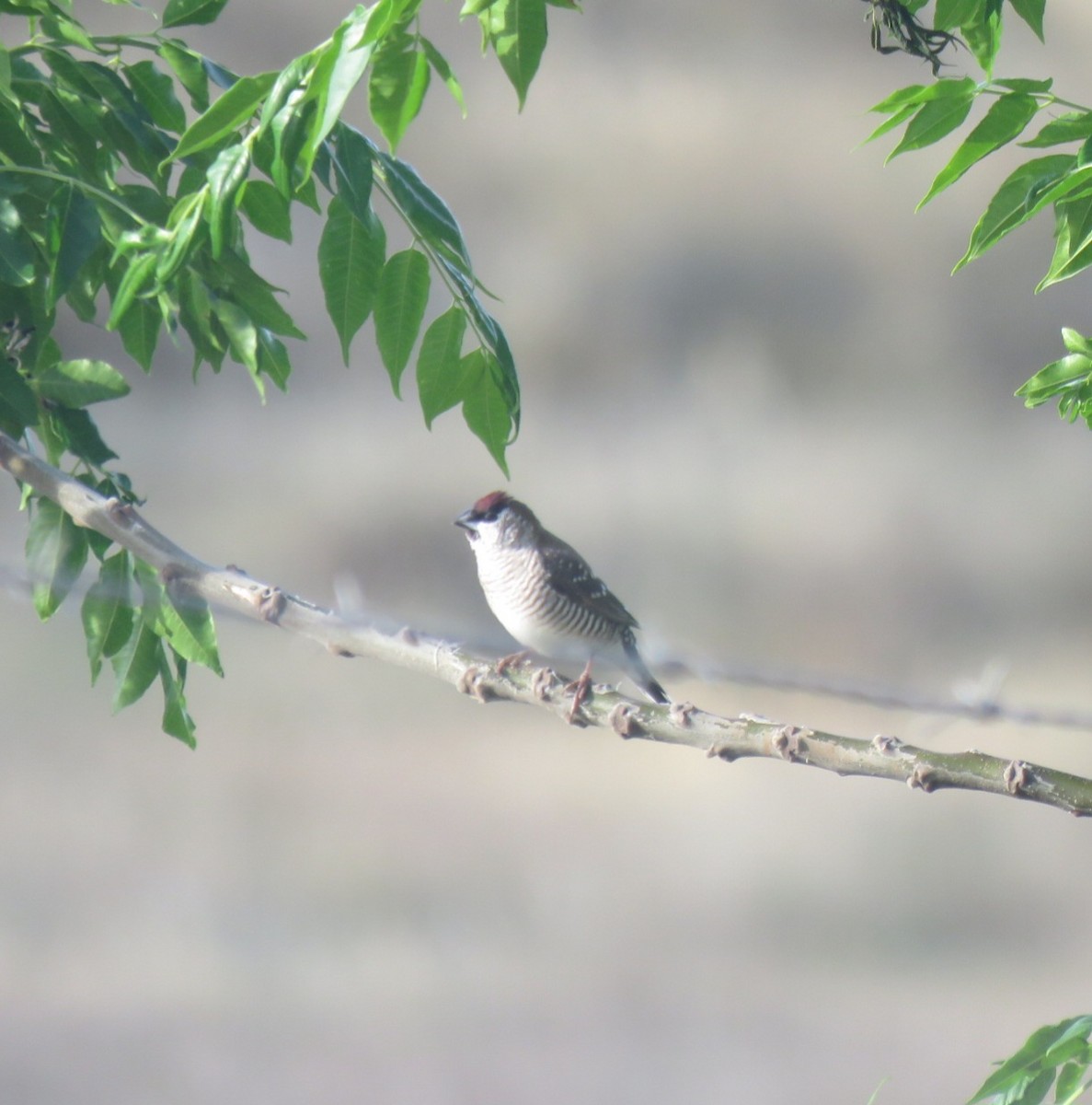 Plum-headed Finch - ML644022281