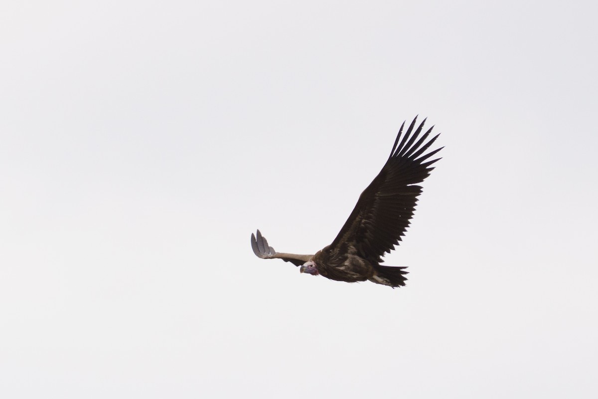 Lappet-faced Vulture - ML644022282