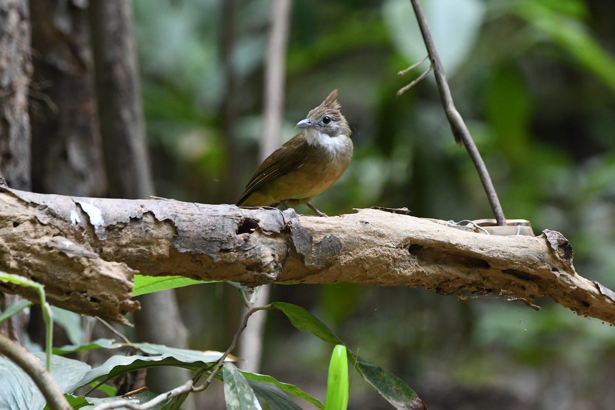 Ochraceous Bulbul - ML644022283