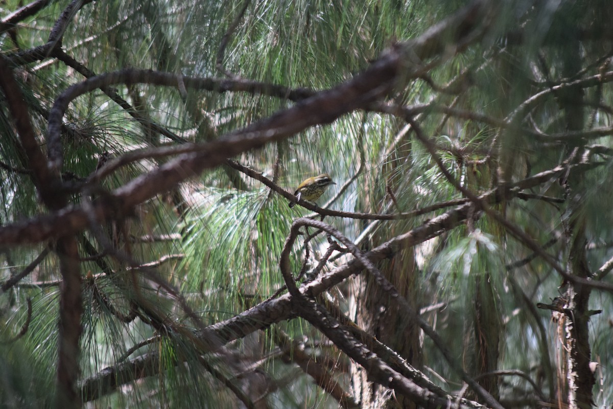 Speckled Piculet - ML644022285