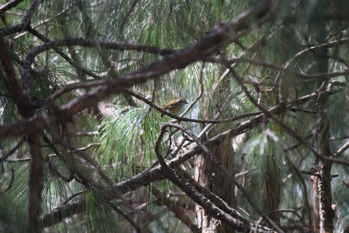 Speckled Piculet - ML644022287