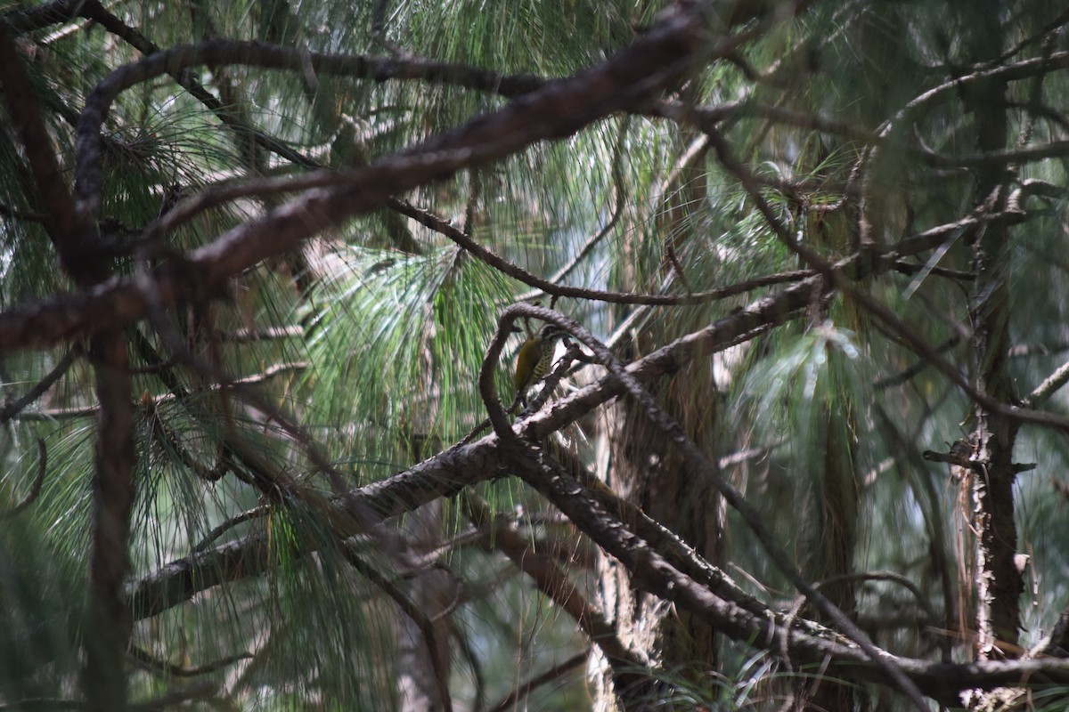 Speckled Piculet - ML644022288