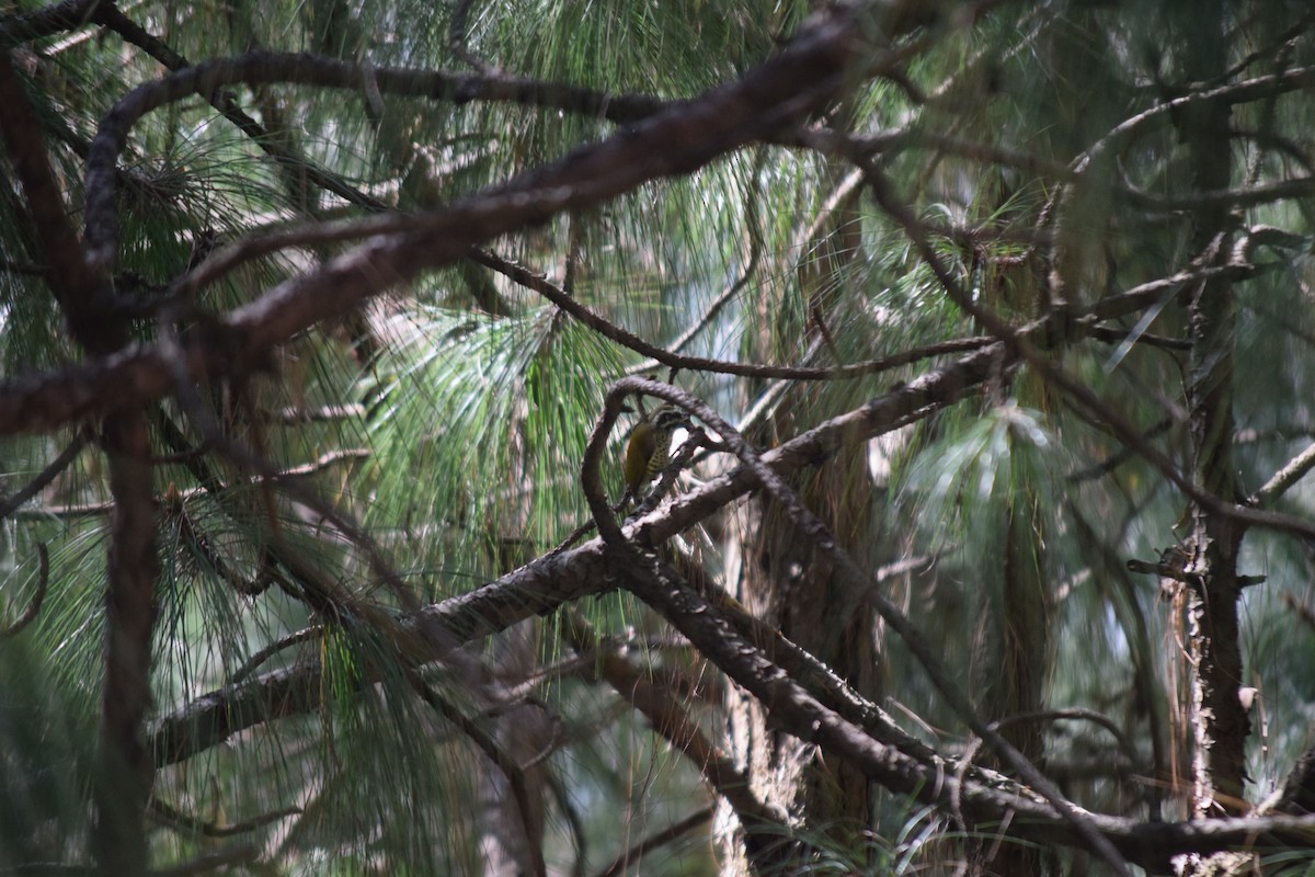 Speckled Piculet - ML644022290