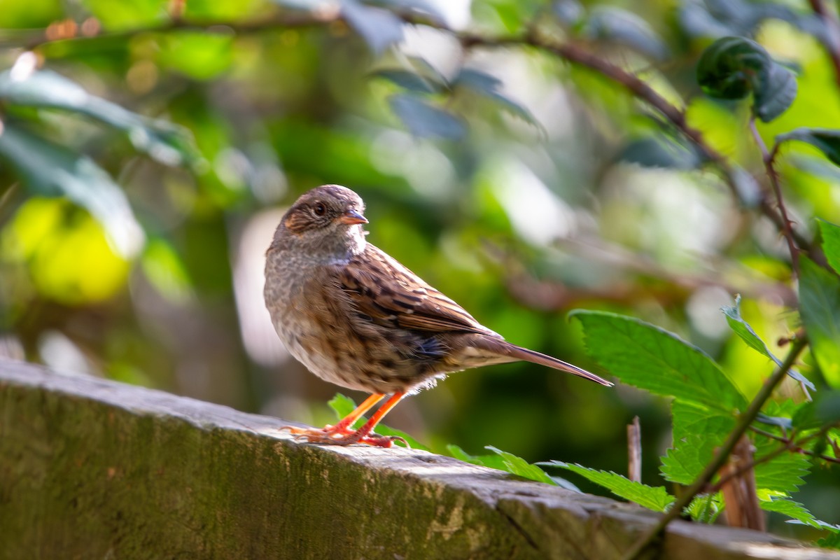 Dunnock - ML644022307