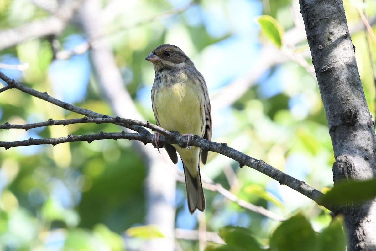 Black-faced Bunting - ML644022308