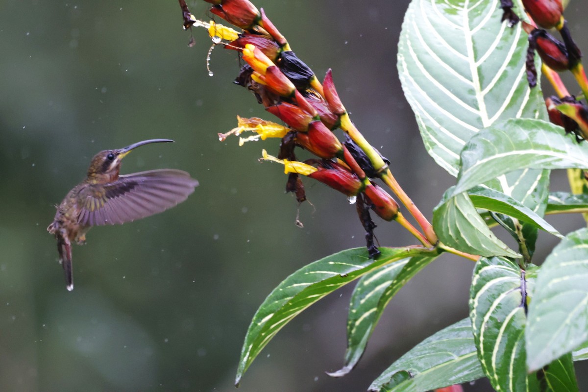 Rufous-breasted Hermit - ML644022313