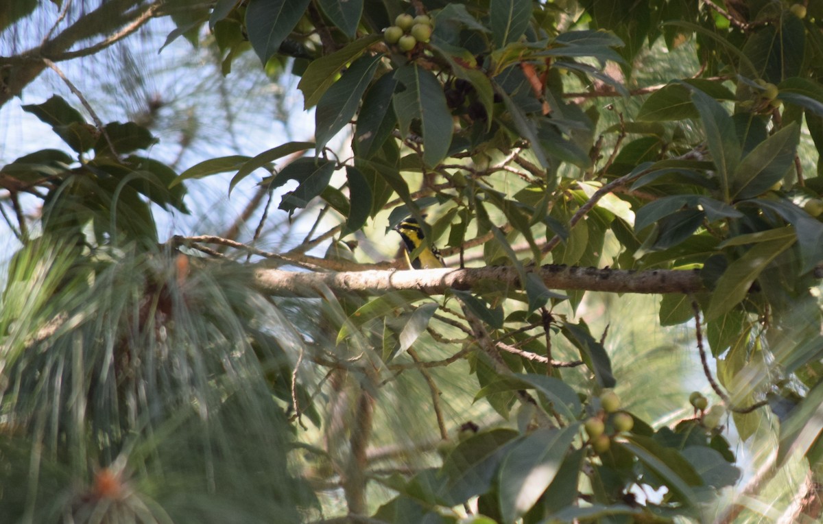 Himalayan Black-lored Tit - ML644022319