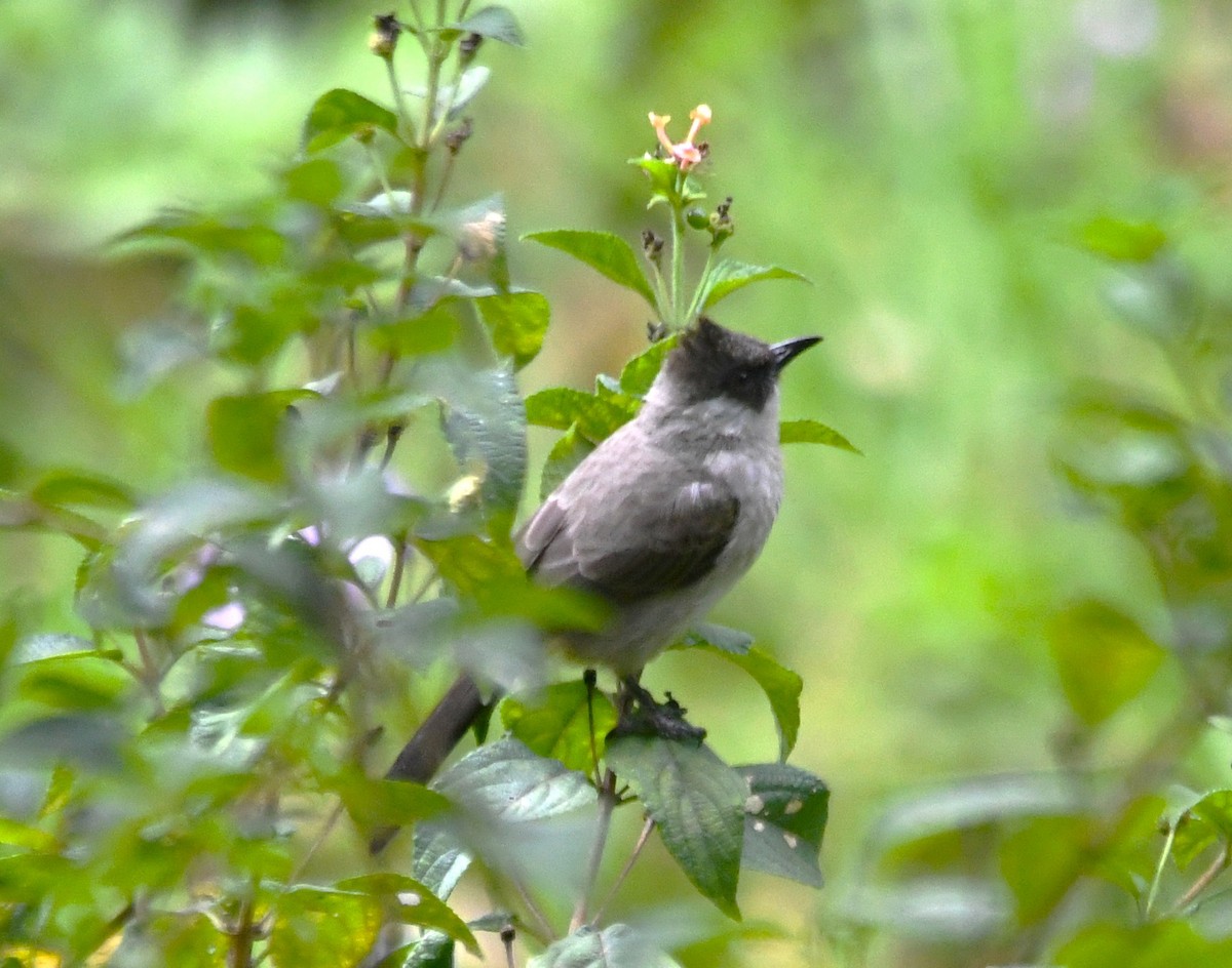 Sooty-headed Bulbul - ML644022320