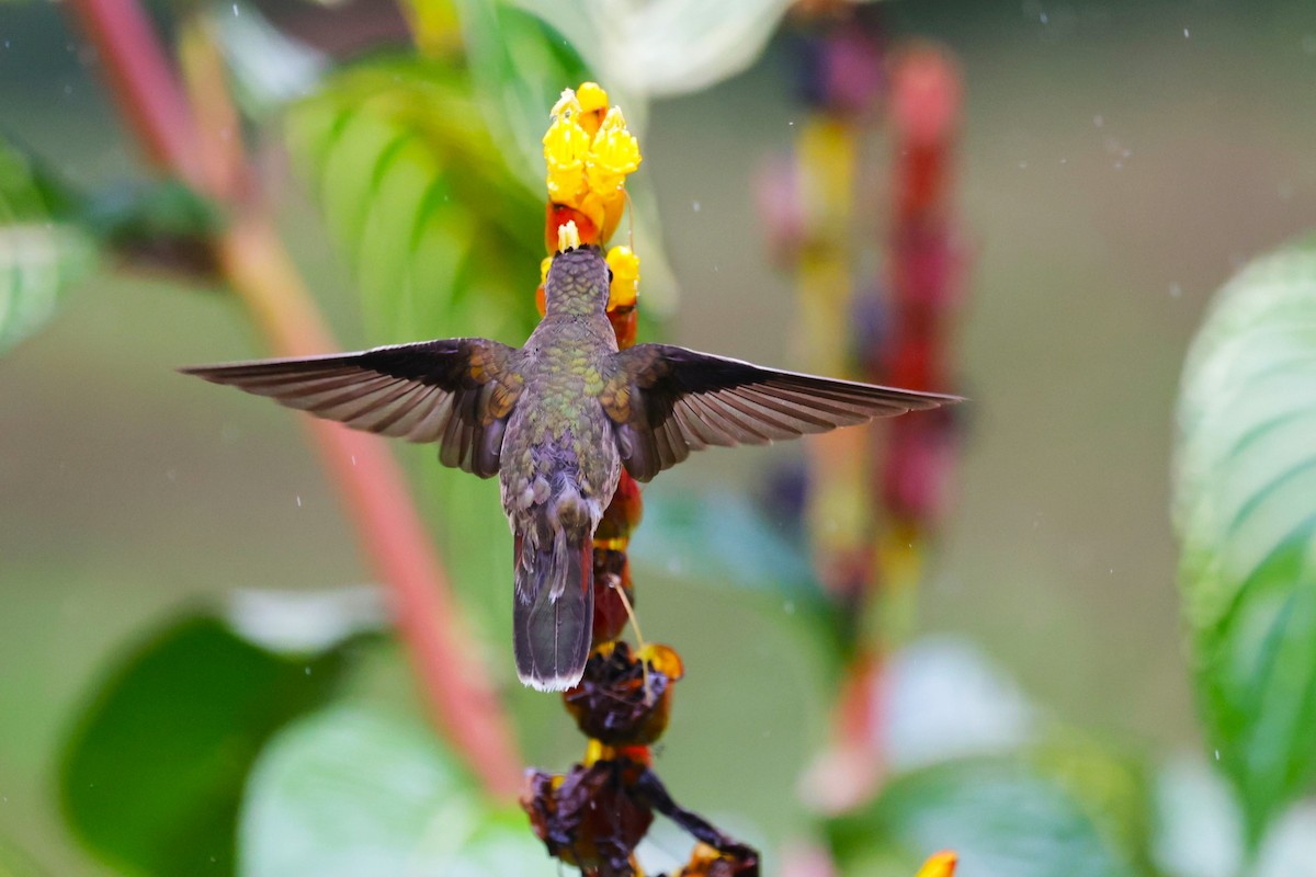 Rufous-breasted Hermit - ML644022323