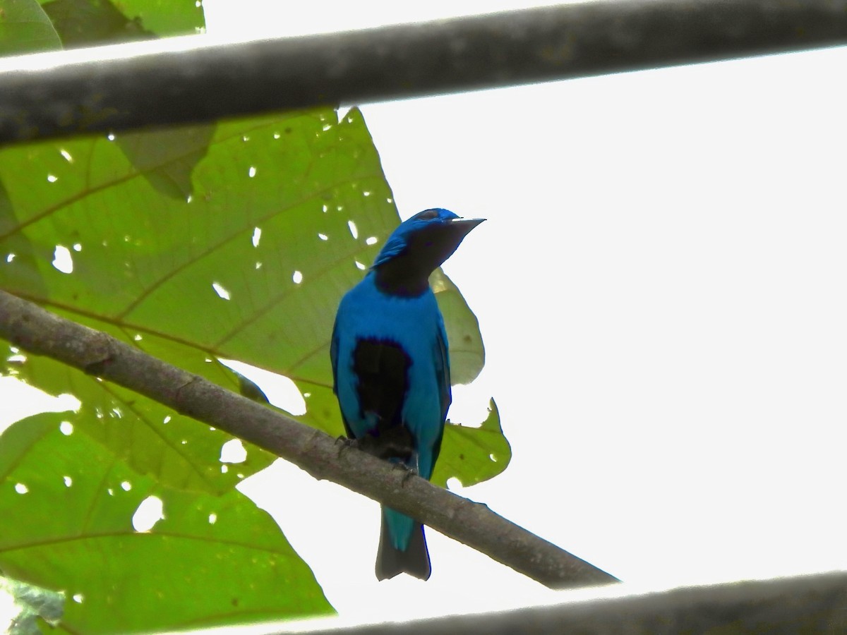Blue Cotinga - ML644022350