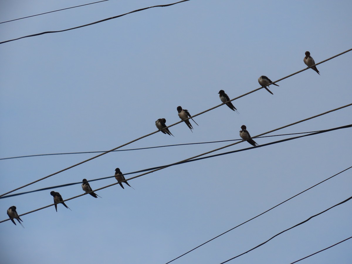 trådstjertsvale - ML644022353