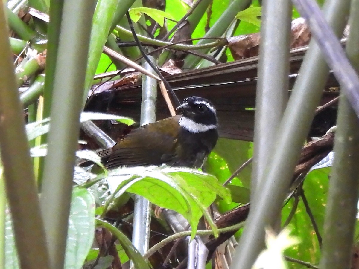 Orange-billed Sparrow - ML644022366