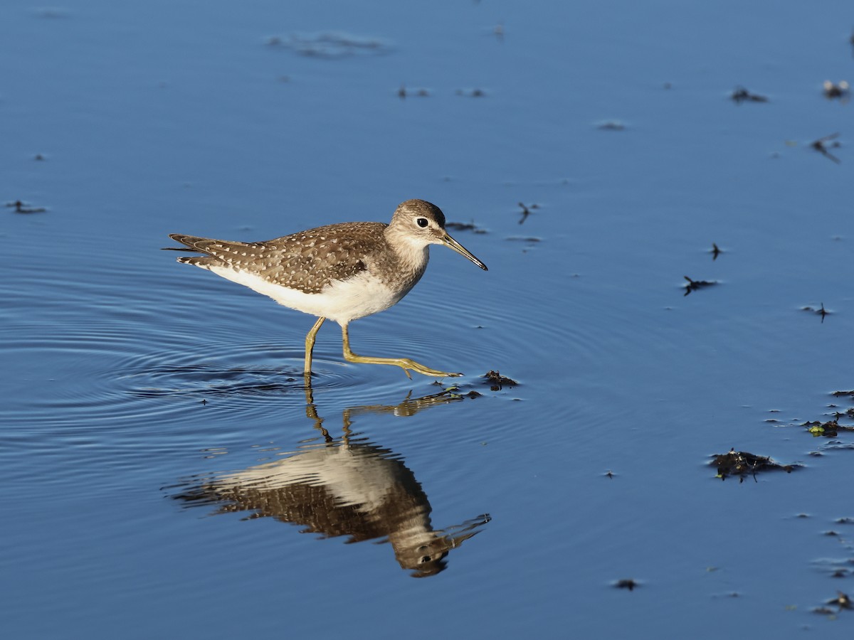 Solitary Sandpiper - ML644022372