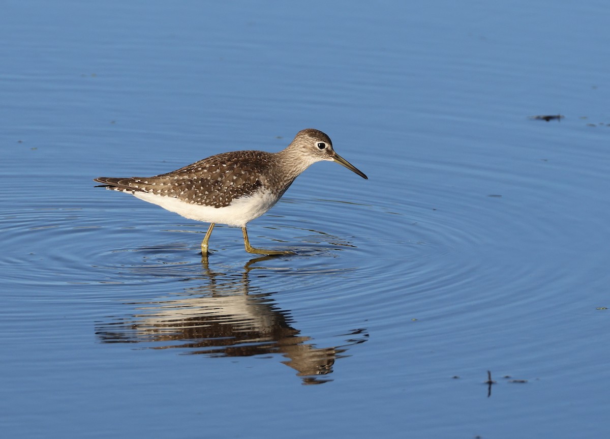 Solitary Sandpiper - ML644022374